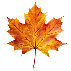 Obraz premium maple autumn leaf with pronounced lines isolated on white background as transparent. PNG