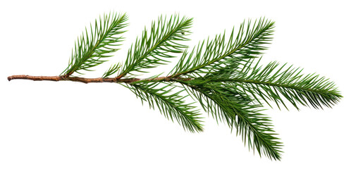 PNG Evergreen pine branch isolated white