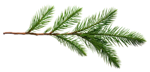 PNG Evergreen pine branch isolated white