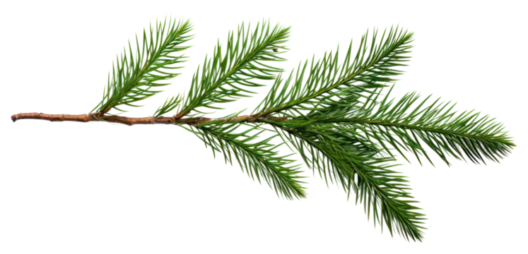 PNG Evergreen pine branch isolated white