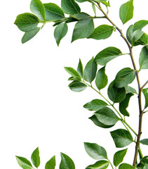 Fototapeta premium PNG Green leaves on white background