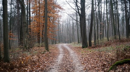 Obraz premium trail in the forest