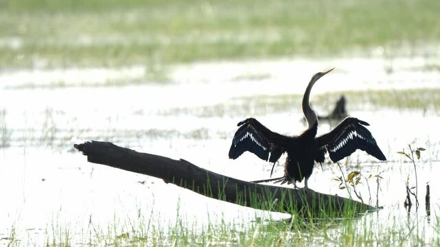A cormorant sits on a branch waiting for food