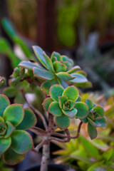 Succulent Plants - Flowers - Natural Beauties