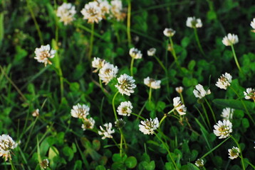 Fototapeta premium clover