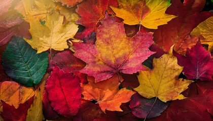 Fototapeta premium A rich autumn leaf background features layers of deep reds, burnt oranges, golden yellows, and browns, with dappled sunlight and natural textures.