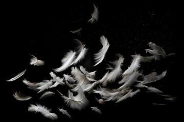 Soft white feathers float