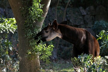 木の葉を食べるオスのオカピ © osaru_photos