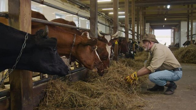 Full shot of caring senior Caucasian male farmer in cowboy hat carrying armfuls of hay over to dairy cows while working at shed, crouching down and watching them chew in it