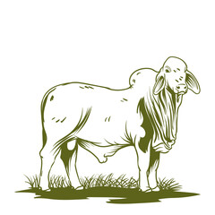hand drawn brahman cow with separate white background