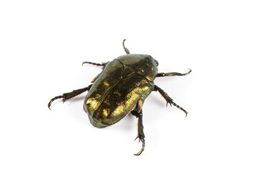 Fototapeta premium Beetle Protaetia cuprea isolate on white background. Metallic green chafer(Cetonia aurata) 
