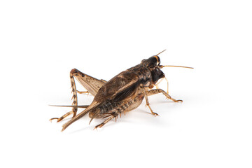 Gryllidae , Cricket isolated on white background.