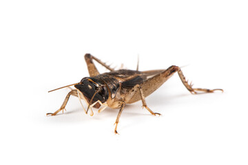 Gryllidae , Cricket isolated on white background.