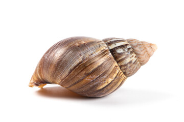 snail shell isolated on white background