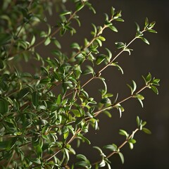 Obraz premium A detailed close-up of fresh thyme leaves with fine textures and a dark, moody background, showcasing their natural beauty.