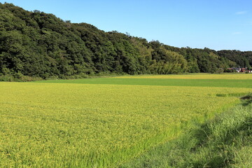 Fototapeta premium 段々と黄金色に実っていく稲穂