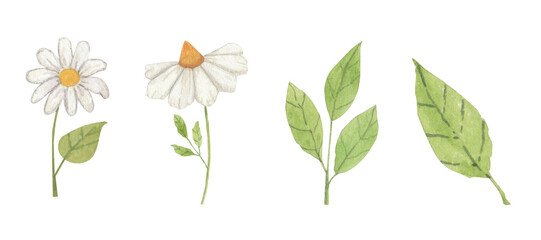 Coleção de Flores e Folhas em Aquarela 