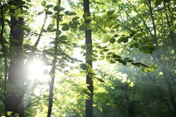Fototapeta premium Beautiful view of forest with many trees in morning