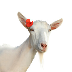 Obraz premium Adorable goat with red hibiscus flower on white background