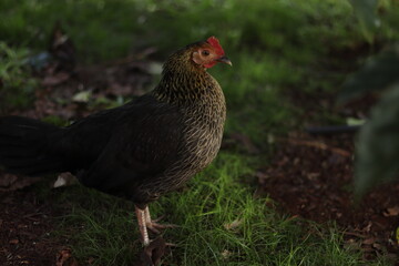 Rooster In The Grass