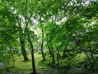 kyoto12