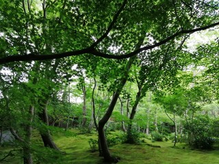 kyoto08