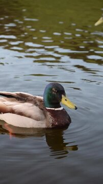 pato nadando en un lago del bosque, calmado y tranquilo