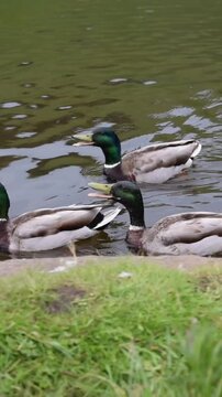un grupo de patos graznando y haciendo ruido en un lago en mitad de un bosque