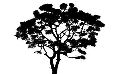 Fototapeta premium pine tree silhouette isolated on transparent background.