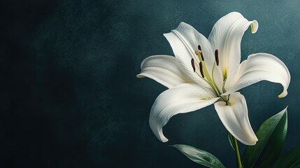 A single white lily in a dark, minimalist background, representing purity, elegance, and solemnity, perfect for refined and classic themes.