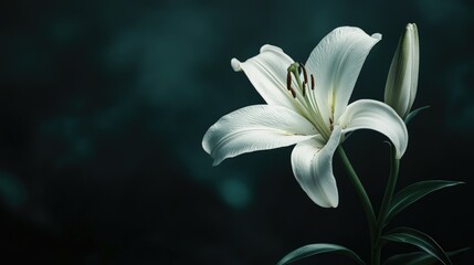 A single white lily in a dark, minimalist background, representing purity, elegance, and solemnity, perfect for refined and classic themes.