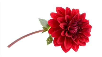 A red flower with a stem and a leaf