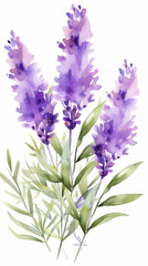Obraz premium PNG Lavender flower blossom purple plant.