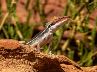 Long-nosed Water Dragon (Lophognathus longirostris) in Central Australia