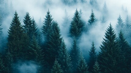 Misty Evergreen Forest with Dense Fog