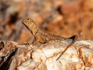 Slater's Ring-tailed Dragon (Ctenophorus slateri) in Central Australia