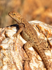 Slater's Ring-tailed Dragon (Ctenophorus slateri) in Central Australia