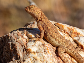 Obraz premium Slater's Ring-tailed Dragon (Ctenophorus slateri) in Central Australia