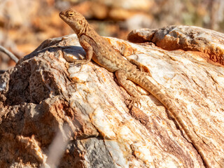 Slater's Ring-tailed Dragon (Ctenophorus slateri) in Central Australia