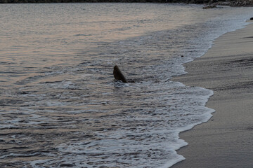 Black pebble beach with small waves