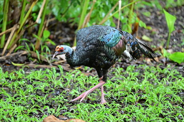 The ocellated turkey (Meleagris ocellata) that has very coloful feathers in Belize. The ocellated turkey was considered endangered .
