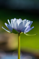 The Lotus in the Summer Lotus Pond