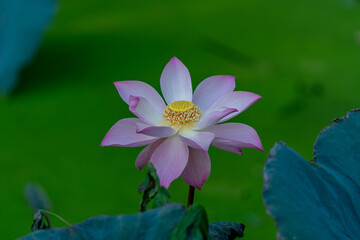 The Lotus in the Summer Lotus Pond