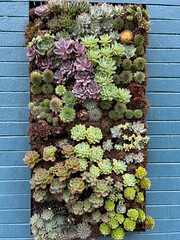 wall art plants