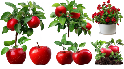 Red apples on branches  leaves  and soil isolated transparent background