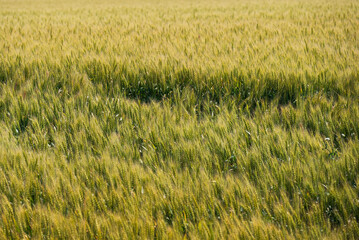 黄金色に色づき始めたムギ畑