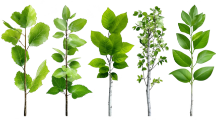 Green tree branches with leaves isolated transparent background