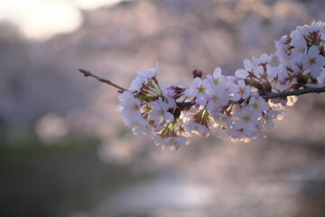 夕方の桜