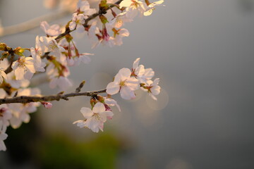 夕方の桜