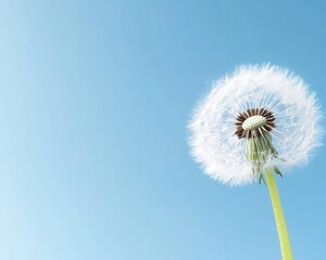 Obraz premium Sunny dandelion against a blue sky, abstract nature background